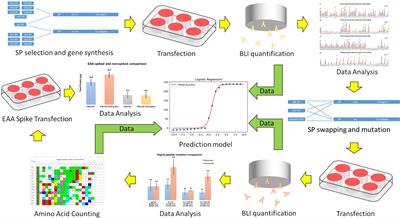 Essentially Leading Antibody Production: An Investigation of Amino Acids, Myeloma, and Natural V-Region Signal Peptides in Producing Pertuzumab and Trastuzumab Variants